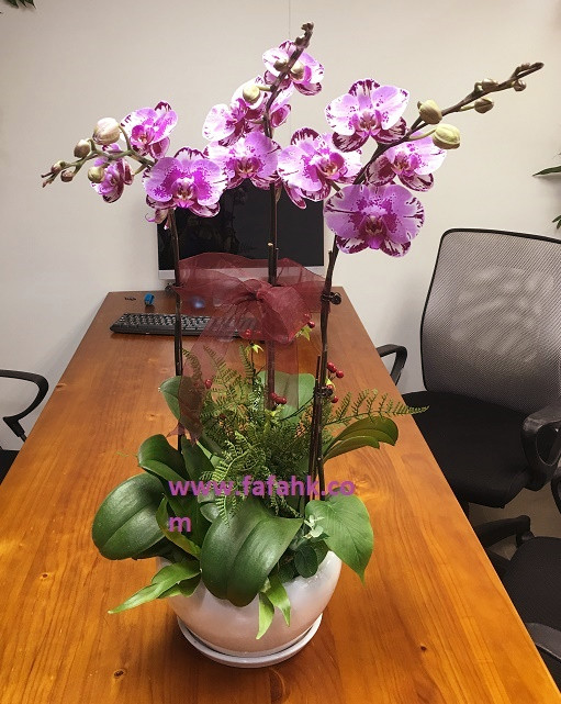 蝴蝶蘭：蘭花3支