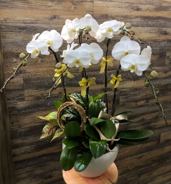 蝴蝶蘭：大白花6枝