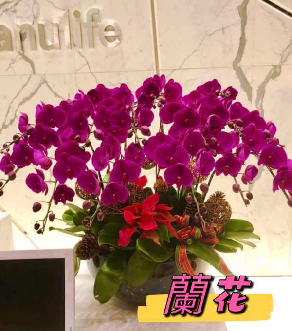 蝴蝶蘭：蘭花16枝