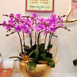 蝴蝶蘭：安娜10枝