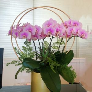 蝴蝶蘭：粉紅色小花8枝