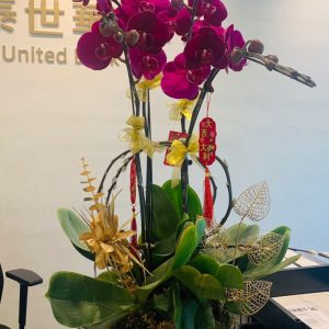 蝴蝶蘭：4枝大紅花