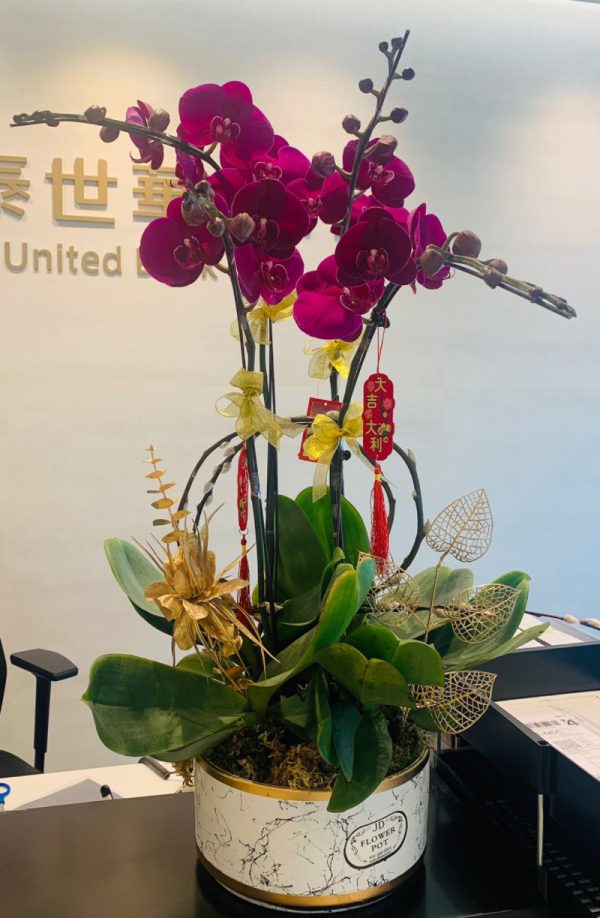 蝴蝶蘭：4枝大紅花