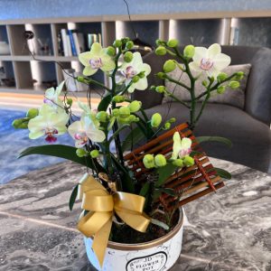 蝴蝶蘭：綠熊小花